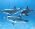 deniz yatakta Dolphins yüzme
